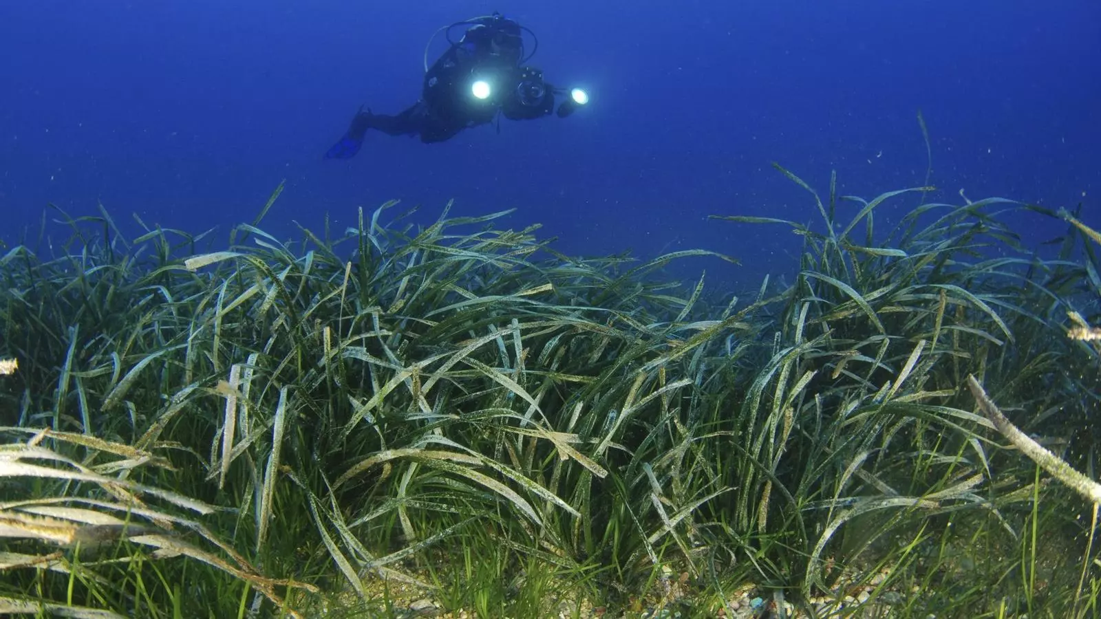 L'espècie més longeva del planeta viu a Formentera: la posidònia oceànica o alga de vidriers.