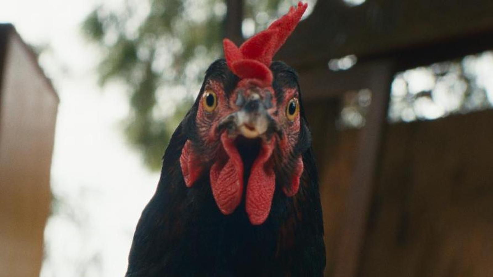 Fotograma de 'Hen (La gallina)'
