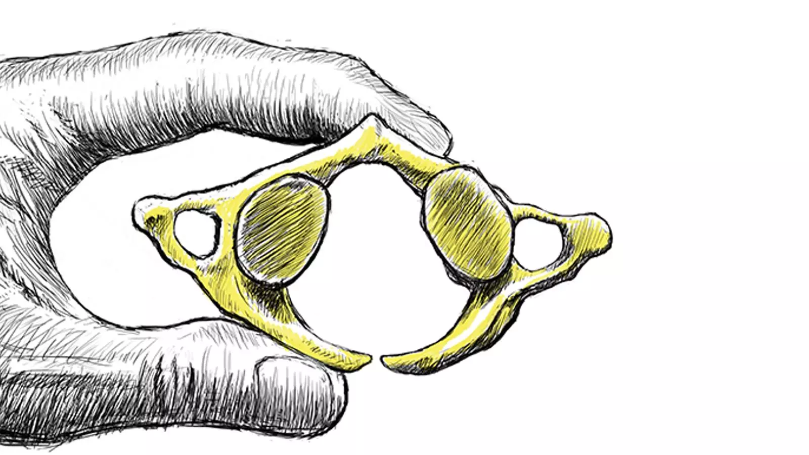 Reconstrucció de les vèrtebres cervicals de neandertals trobades a El Sidrón (Astúries) / CSIC
