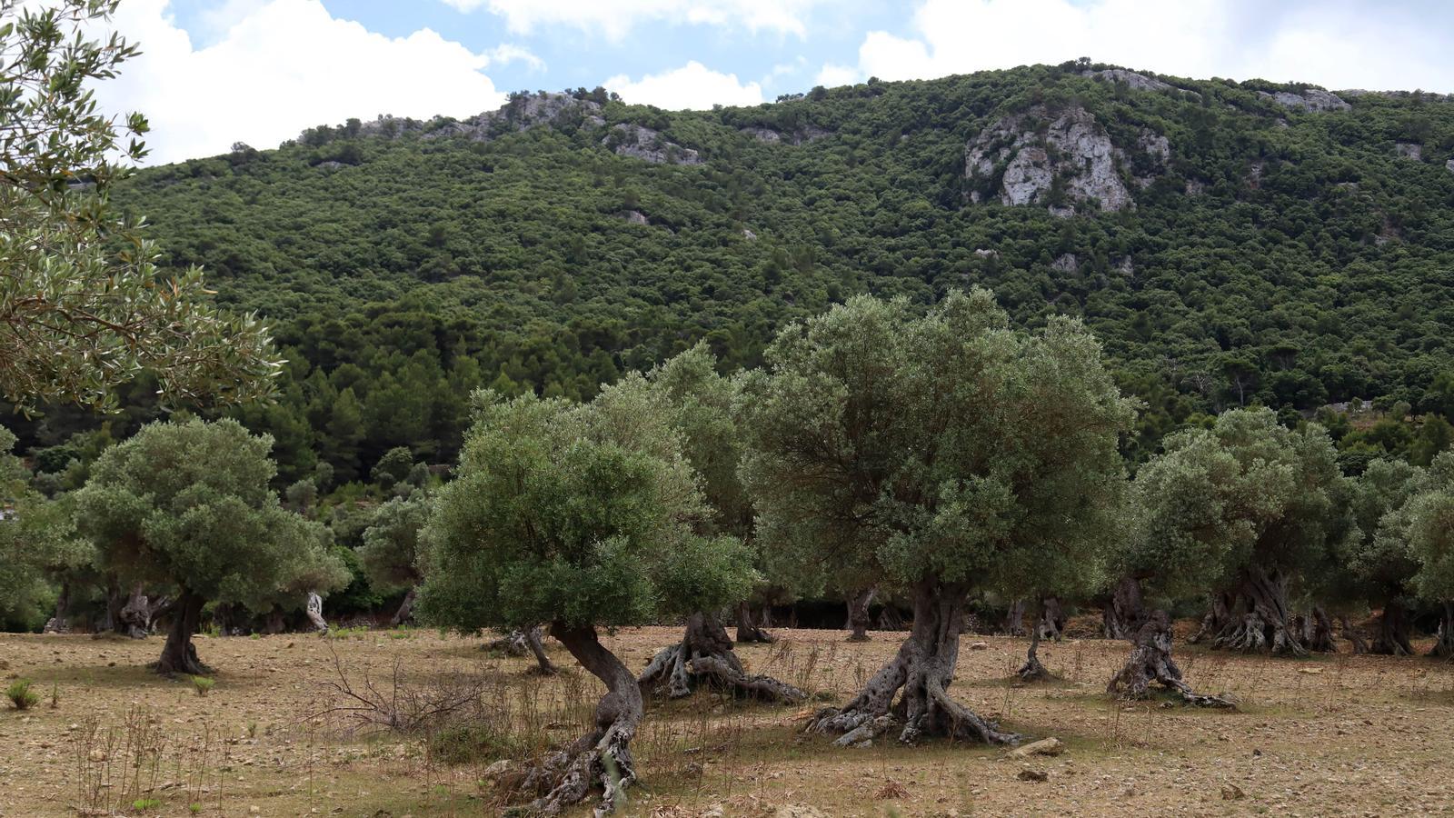 Un olivar a Mallorca.