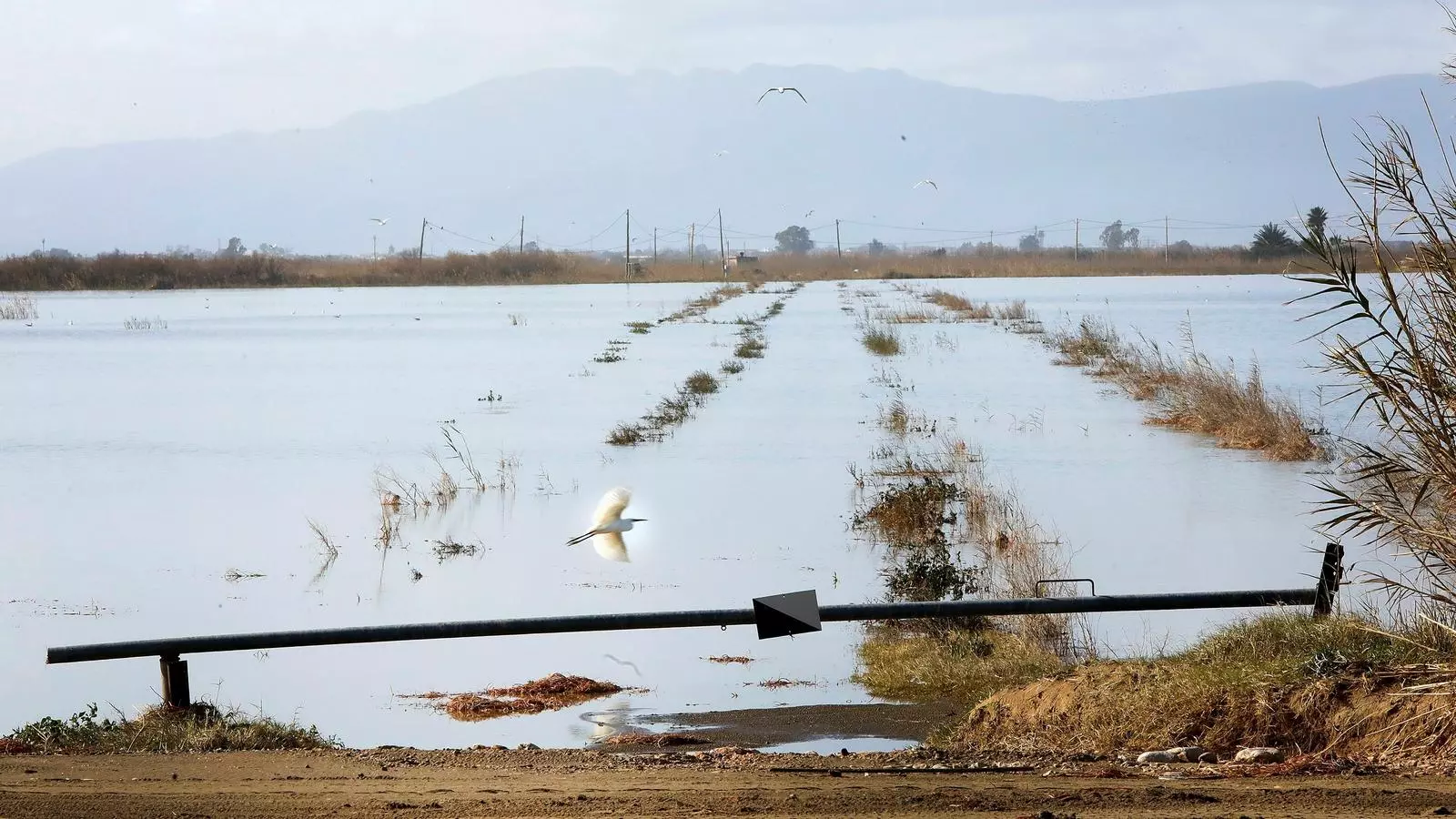 Cultius d'arrossars totalment inundats al Delta de l'Ebre com a conseqüència del temporal 'Gloria'.