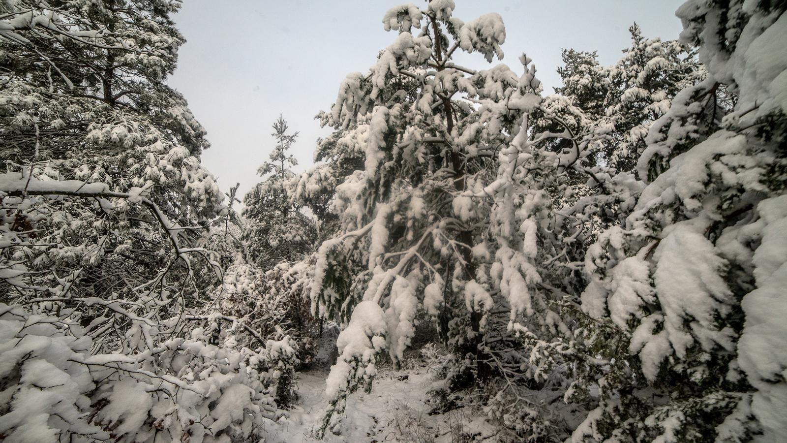 Snowfall has been very abundant this winter throughout the Pyrenees and the Pre-Pyrenees.