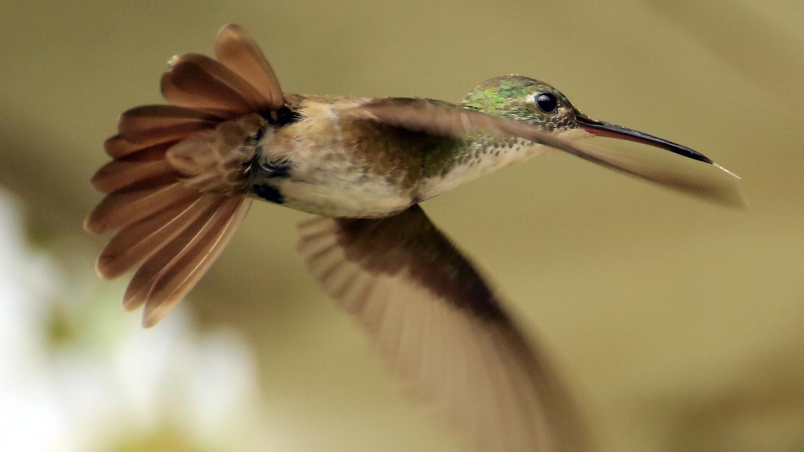 A hummingbird in flight