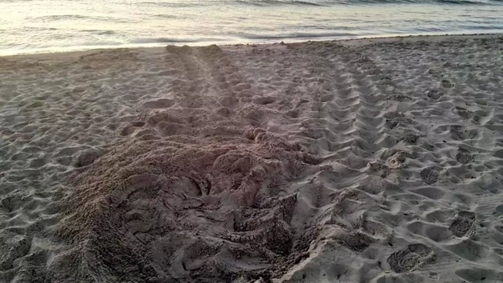 Una segona tortuga babaua pon ous a Eivissa