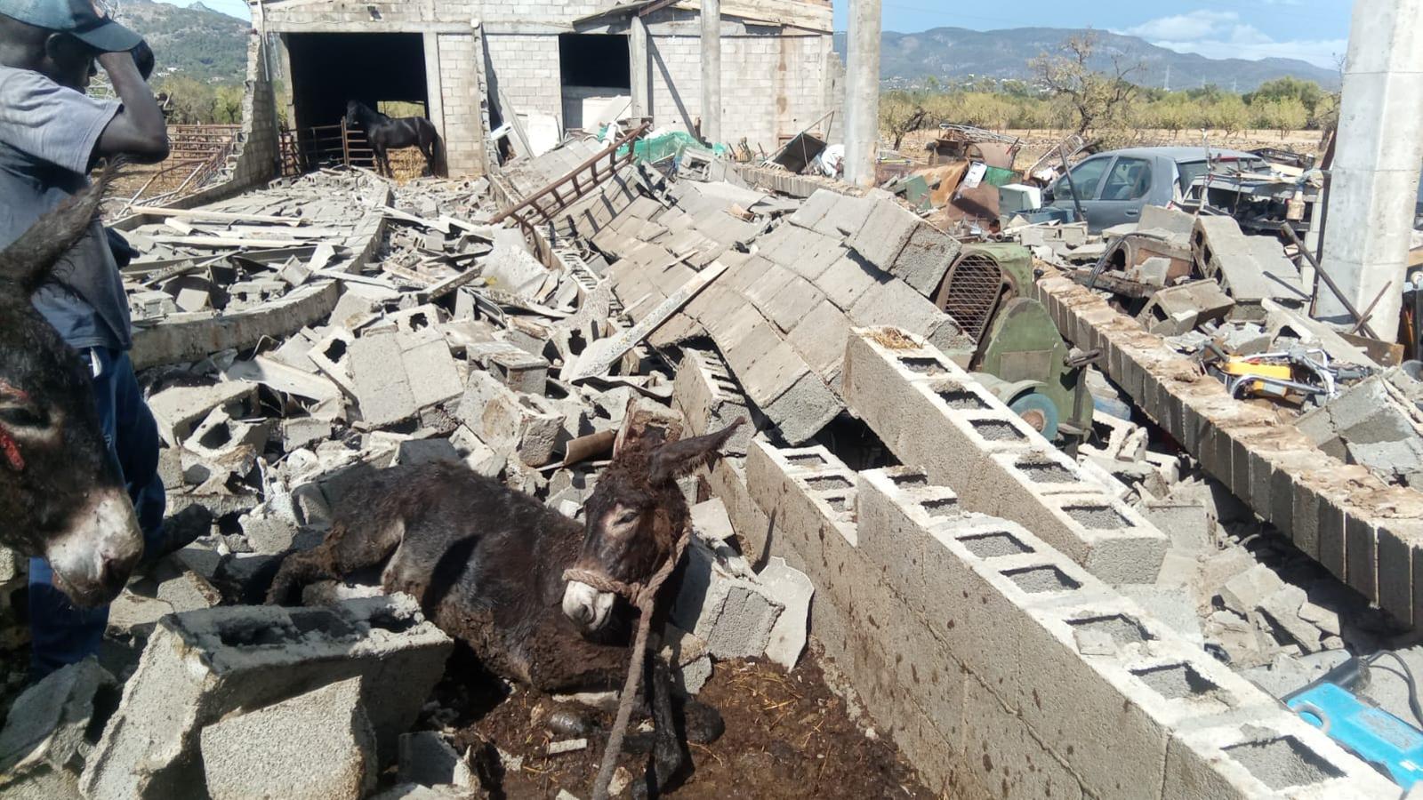 Diversos animals han quedat afectats per l'efecte del cap de fibló.