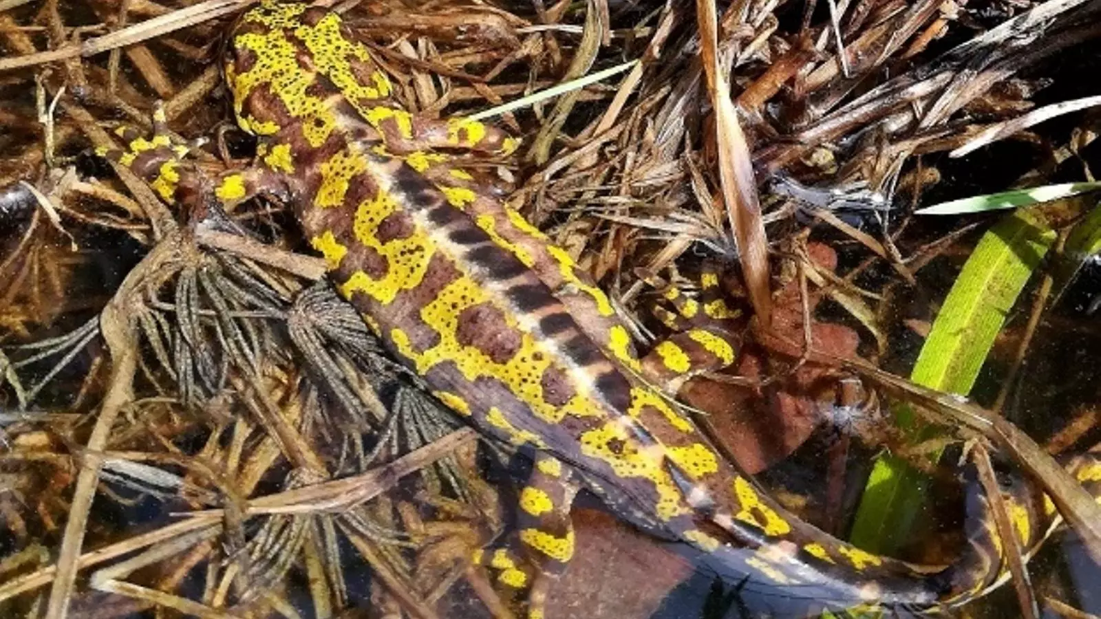 Un exemplar de tritó verd a l'Empordà