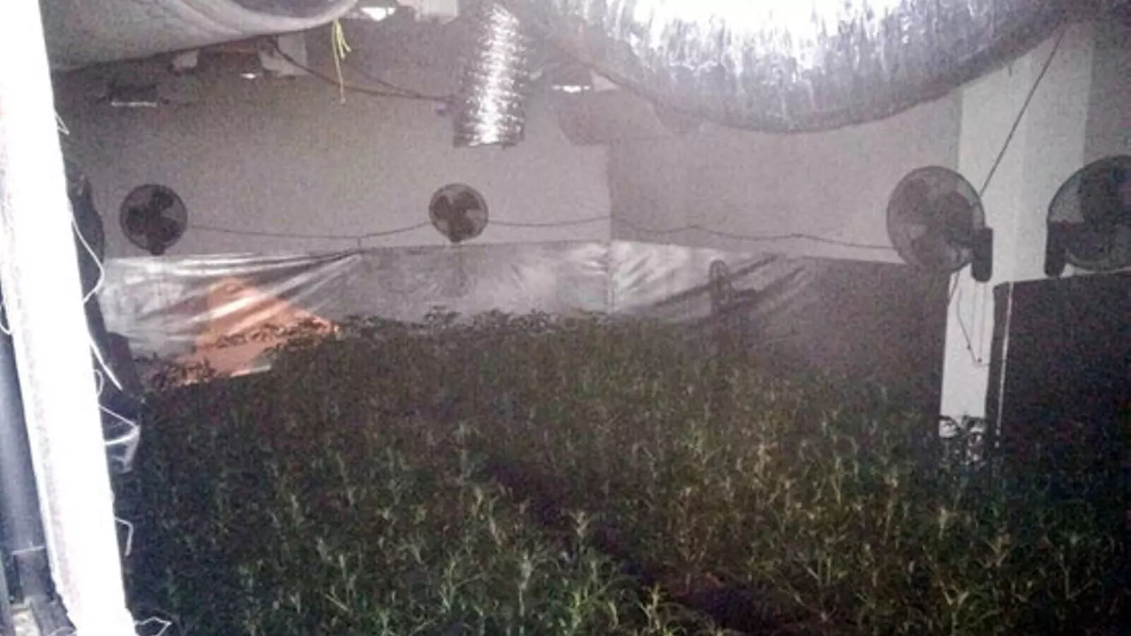 Un incendi en una casa de Llagostera permet intervenir 2.600 plantes de marihuana