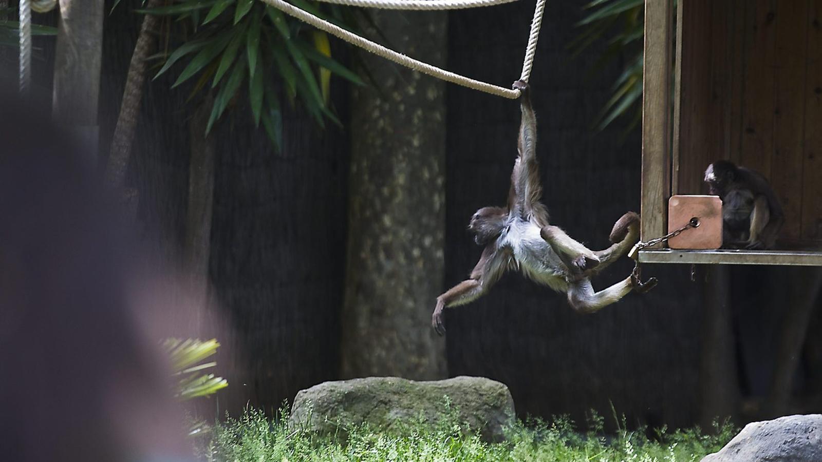 Els impulsors de ZooXXI volen apartar progressivament la fauna exòtica que hi ha al parc.