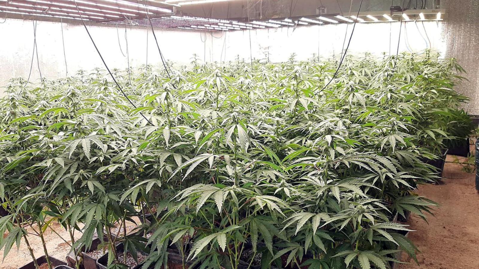 The dismantled plantation in Cabrera de Anoia