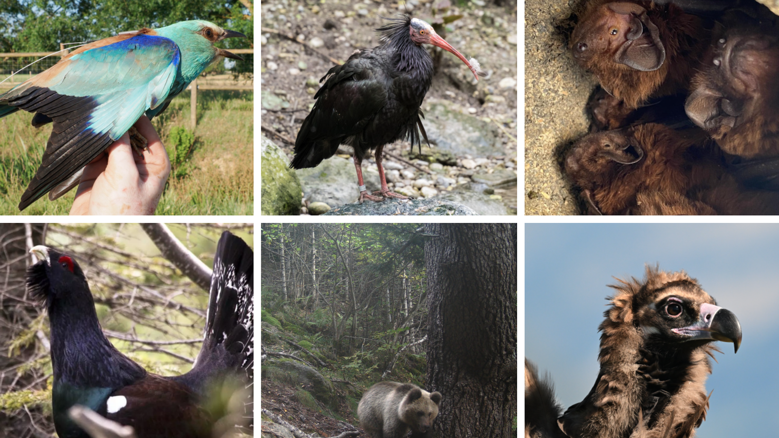 Some of the animals to be protected in Catalonia