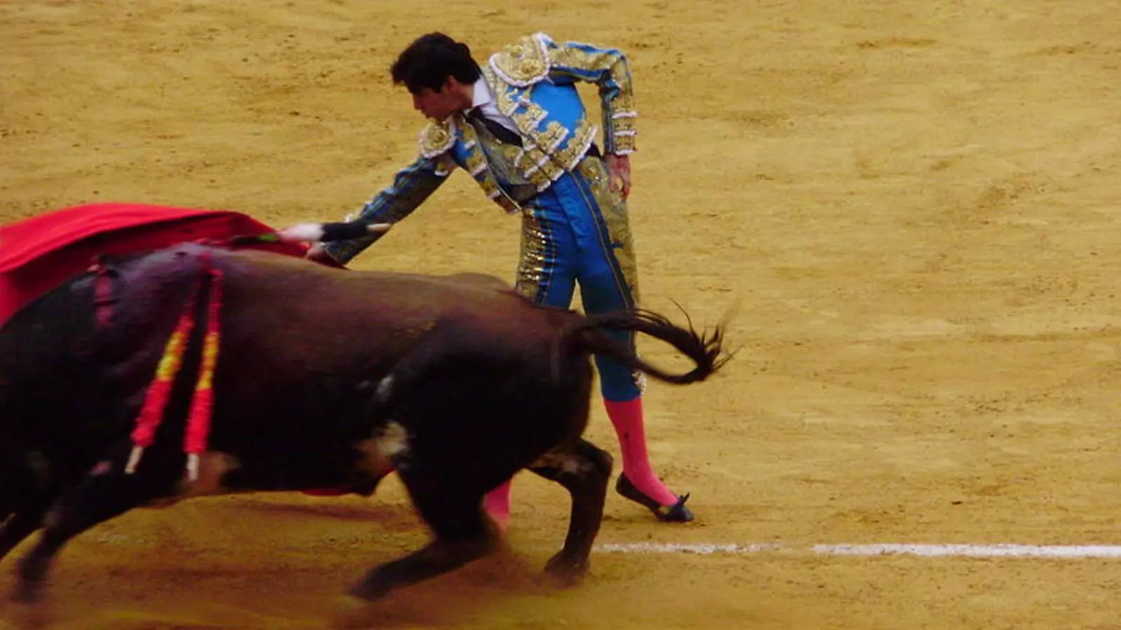 Perera torejant a la fira de San Antolín de Palència el 2008