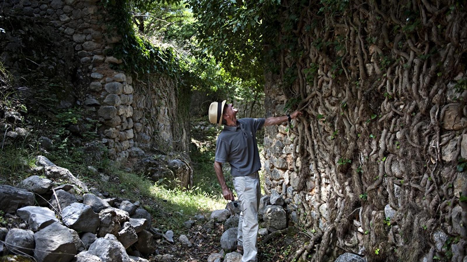 Les parets d’algunes cases encara s’aguanten, recobertes d’una heura fortíssima i fantasmagòrica | FRANCESC MELCION
