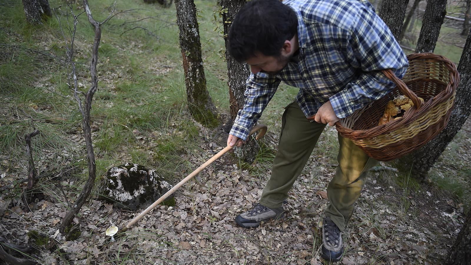 A mushroom picker in the forests of the Montseny in an archive image
