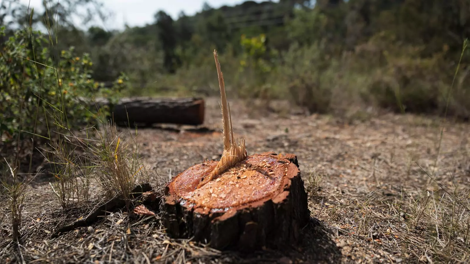 Arbres talats a la zona per on ha de passar la carretera C-32.