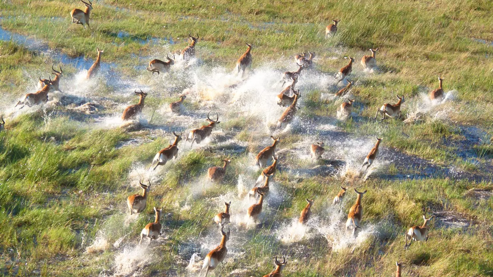 Delta del Okavango