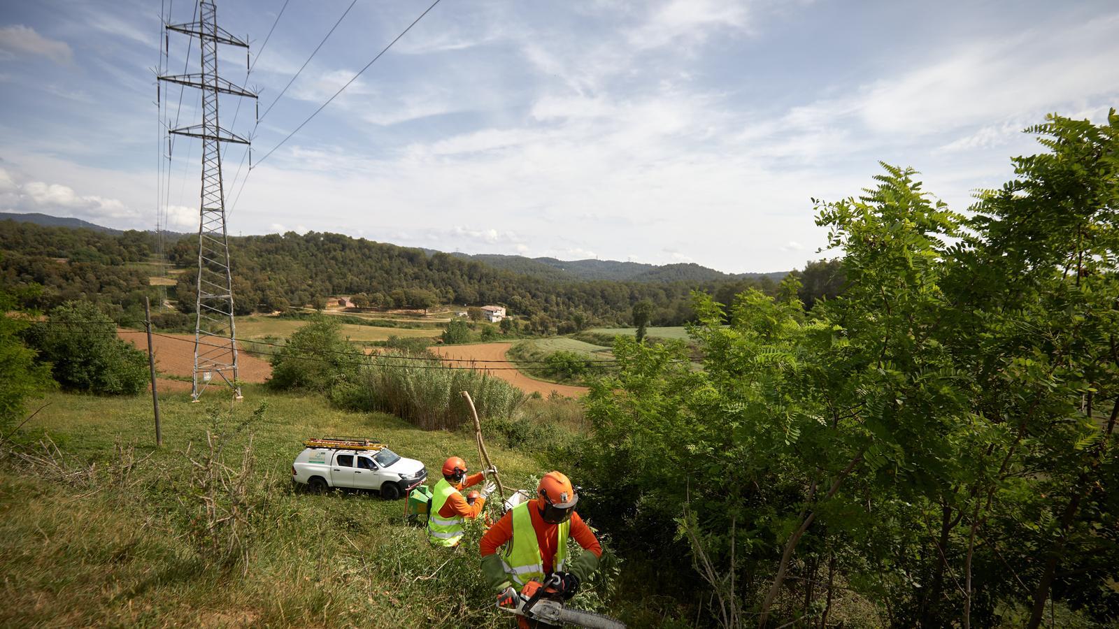 Workers cleaning a forest in Sant Gregori