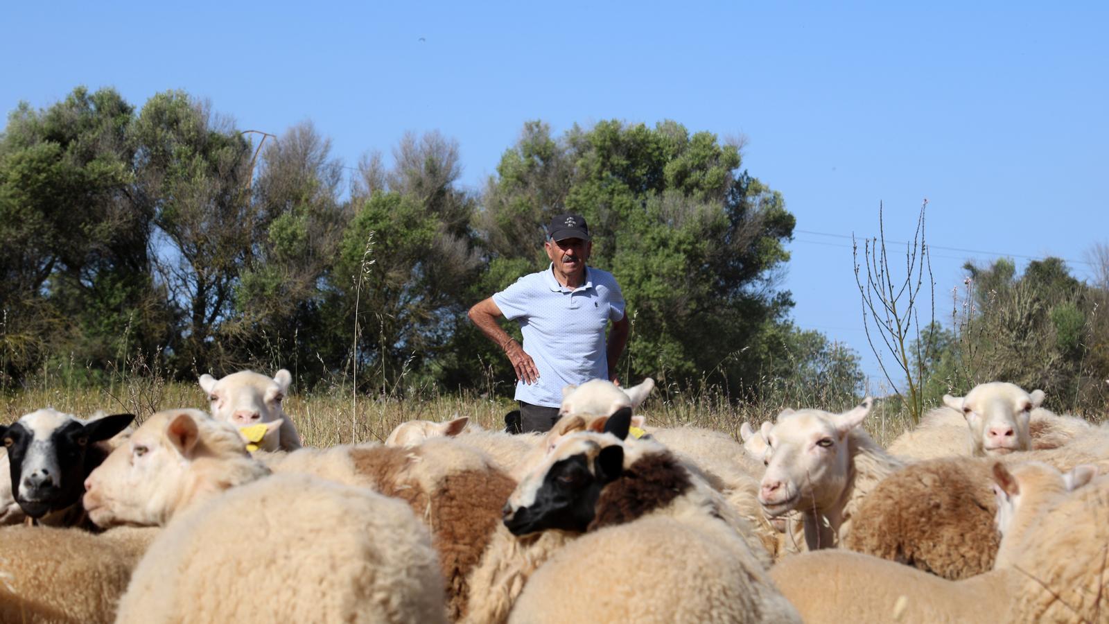 The Llucmajor shepherd Miquel Tomàs Pastoret is one of the last shepherds in the old way who practice transhumance.