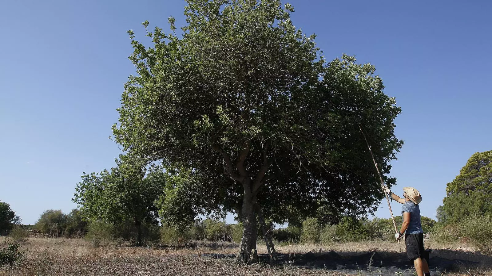 El garrover és un arbre excepcional: és resistent a la sequera, necessita poc manteniment i les plagues no hi incideixen gaire.