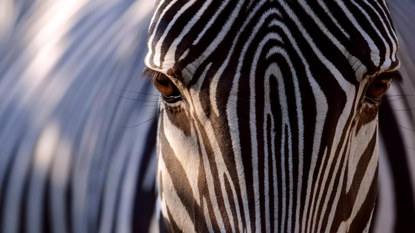 Una zebra al zoo de Mulhouse, a França / AFP