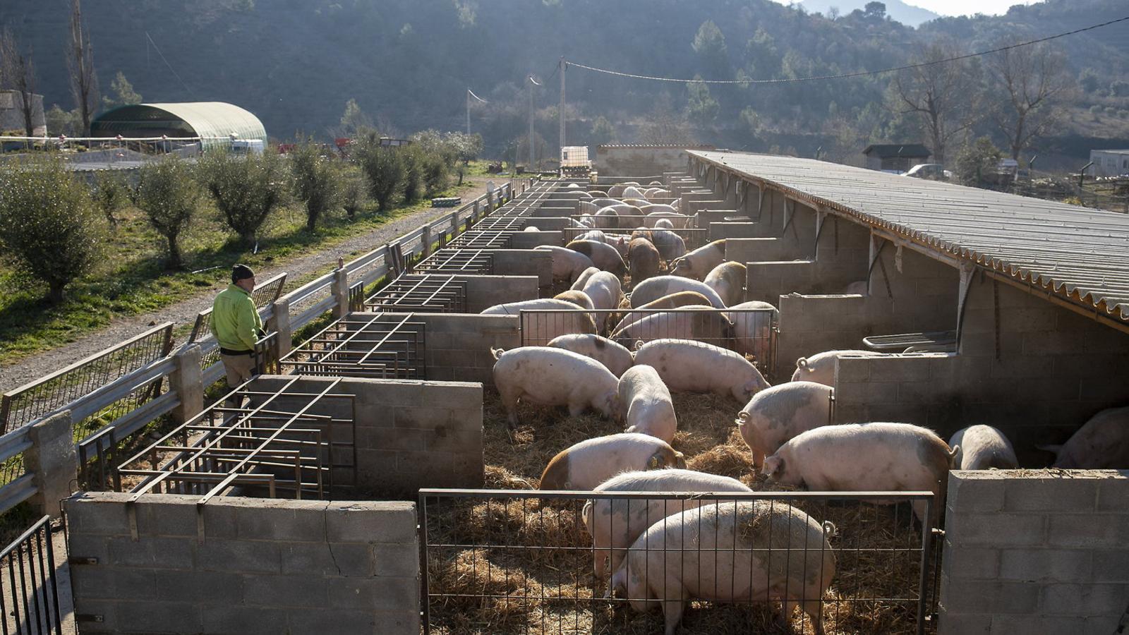 A pig farm in Cornudella de Montsant.