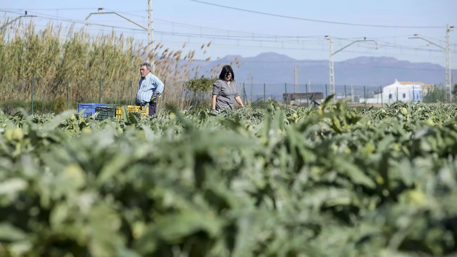 Un camp de carxofes durant la seva recol·lecció.