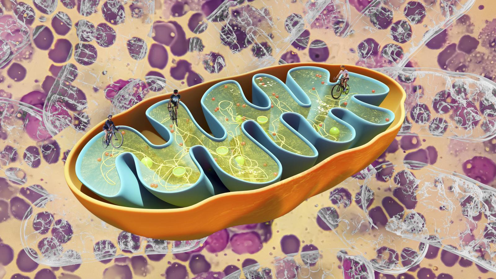 Els mitocondris són la central elèctrica de la cèl·lula