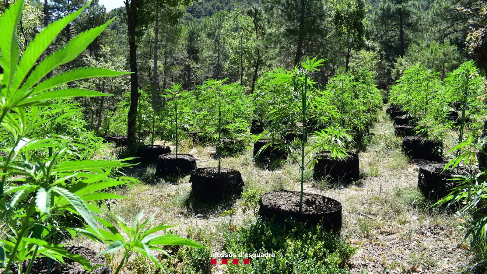 La plantació de marihuana desmantellada a Coll de Nargó.