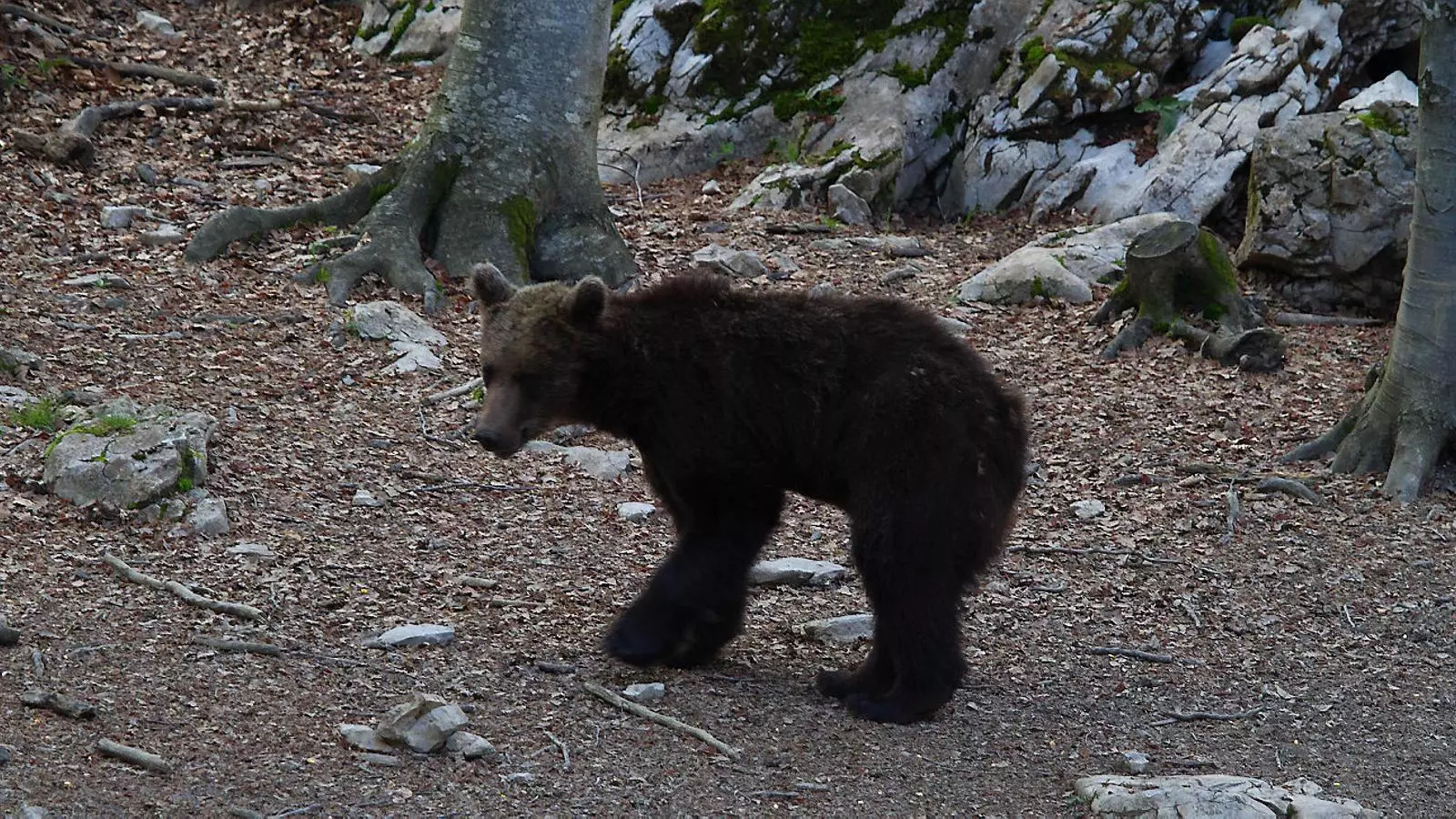 Una foto de l’os Goiat quan el van alliberar al Pirineu català el juny del 2016.