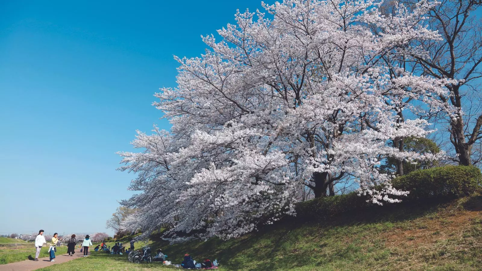 Kawagoe, coneguda com la petita Edo, en el temps del Sakura o cirerers florits.