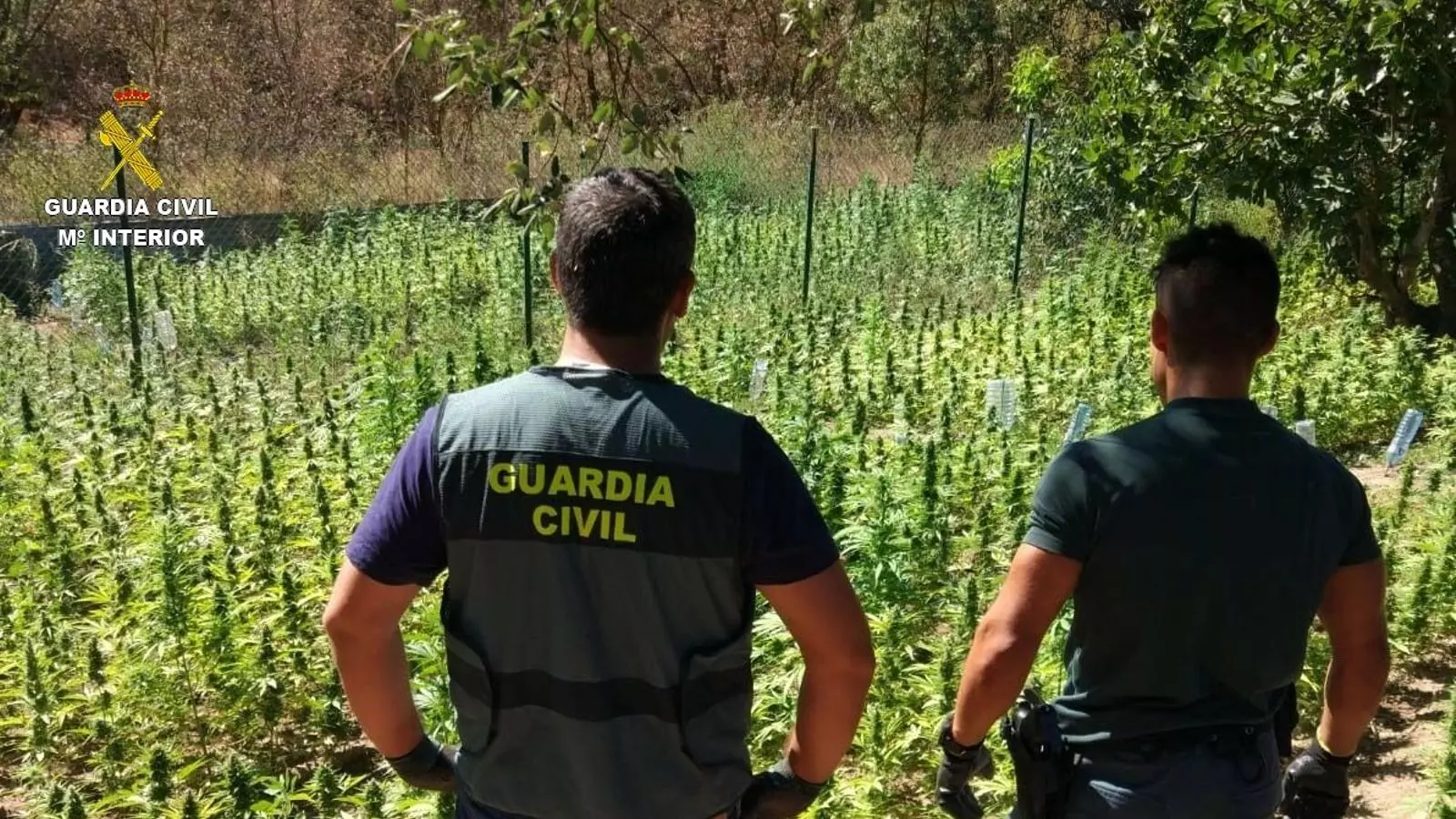 Dos agents de la Guàrdia Civil davant la plantació de marihuana que van trobar a Campany (Alt Empordà)