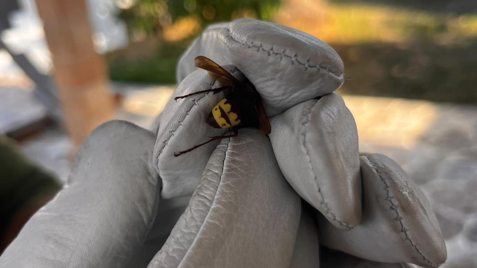 Specimen of Asian wasp in Menorca.
