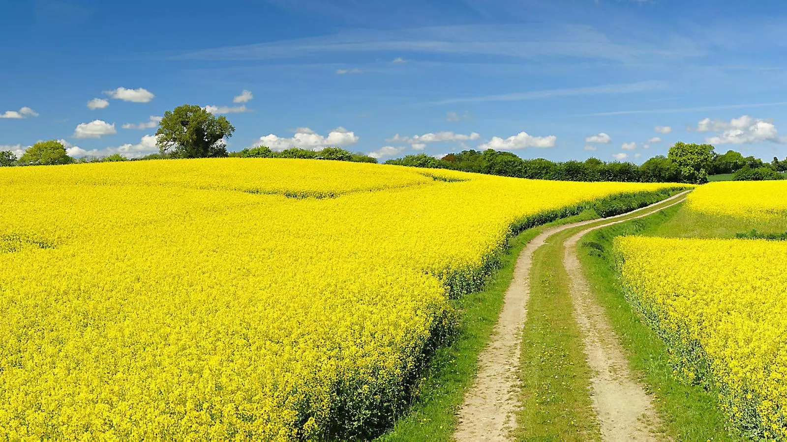 Coses que les flors ens diuen sobre el territori