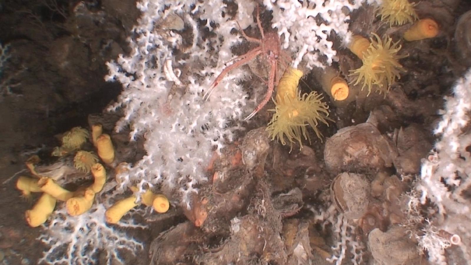 Imatge d'un corall al canyó submarí de Palamós