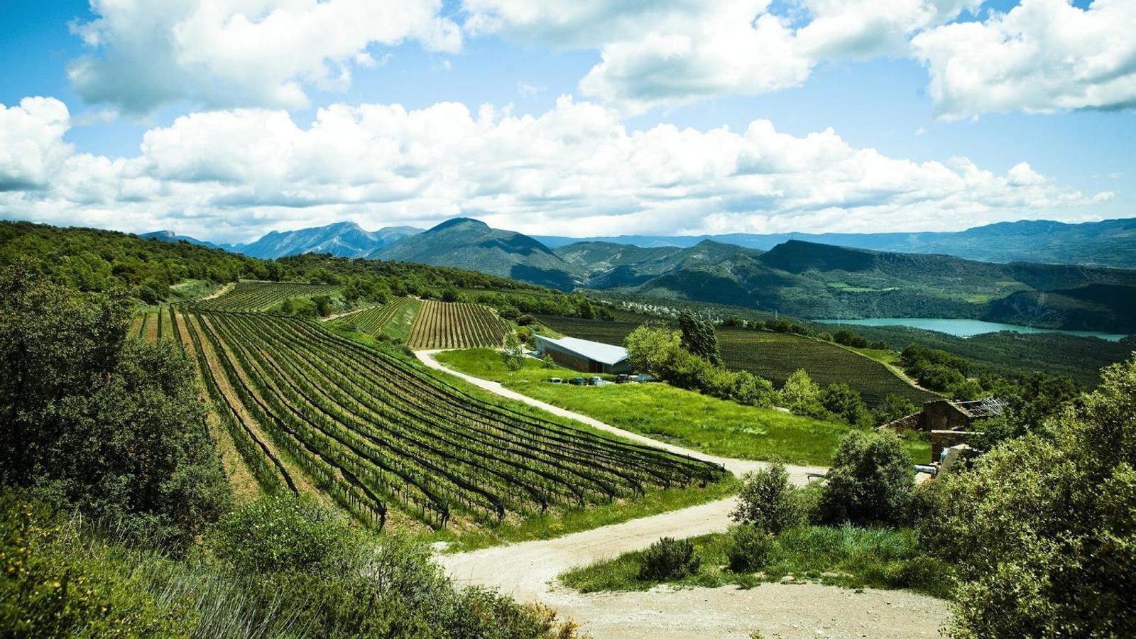 Vinyes sostenibles: Una aposta de futur