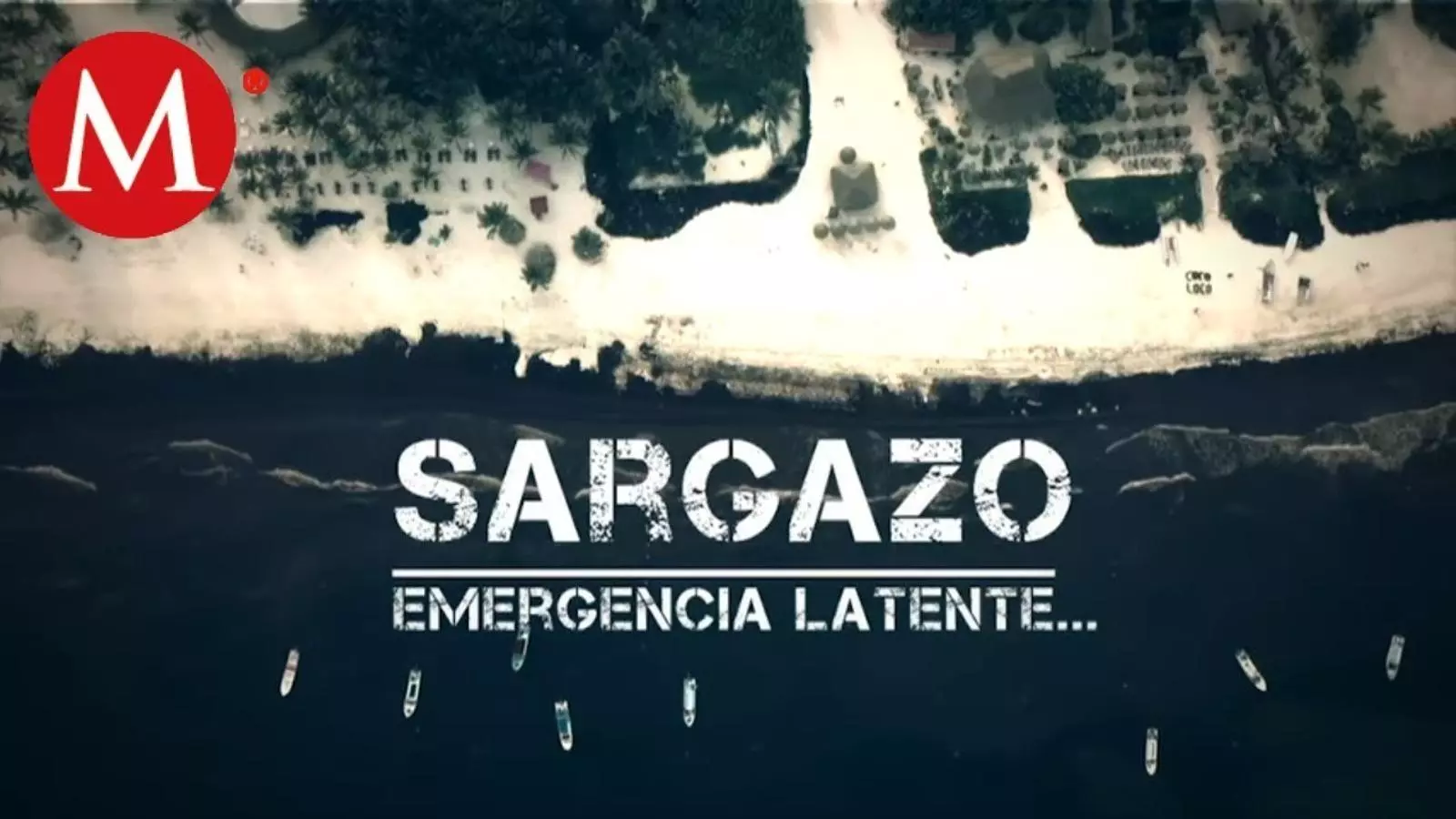 La presència massiva de sargazo al mar pot provocar danys ecològics en espècies com per exemple el corall