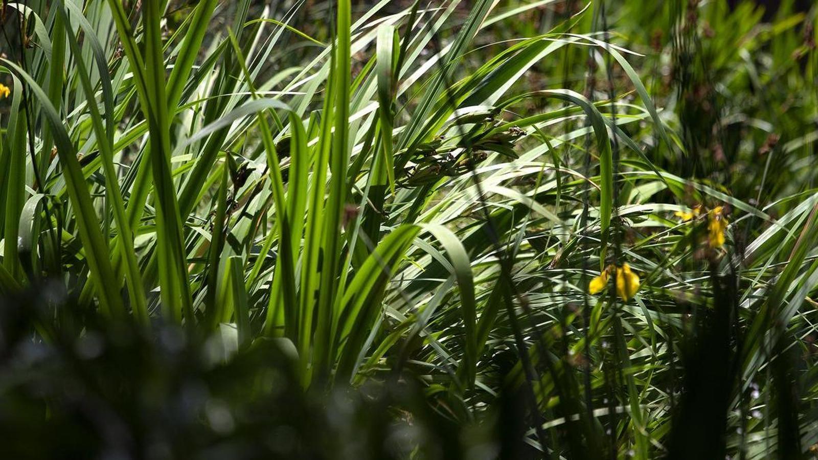 A plant from the Barcelona Botanical Garden