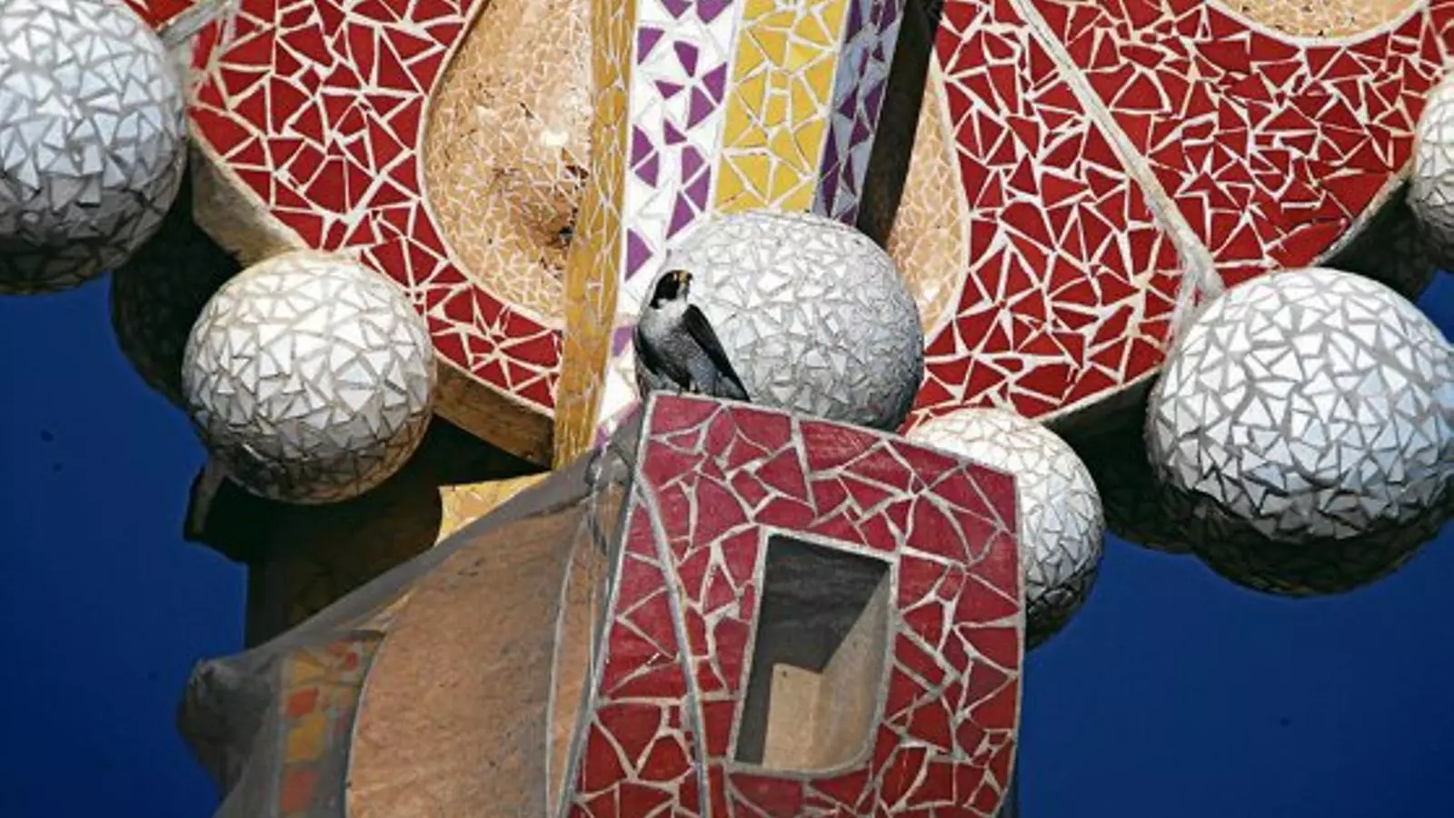 DOMINADOR DELS CELS A LA CIUTAT 01. Un falcó vigilant el cel enfilat en una de les torres de la Sagrada Família, on han fet niu de manera ininterrompuda des de fa una dècada. 02. Fins a 44 espècies diferents d’ocells han format part de la seva dieta a Barcelona, sobretot coloms i cotorres. 03. Un falcó a la Torre Macosa del Poblenou, on ja no crien perquè el seu niu va ser destruït.