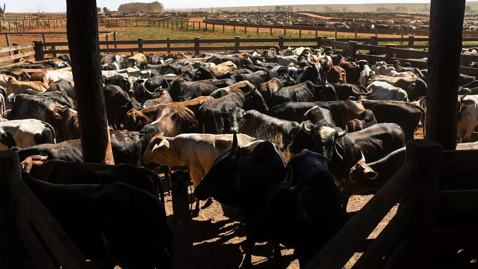 Granja a Chupinguaia, al Brasil, país que té 212 milions de caps de bestiar boví, el ramat més important de bestiar comercial del món.
