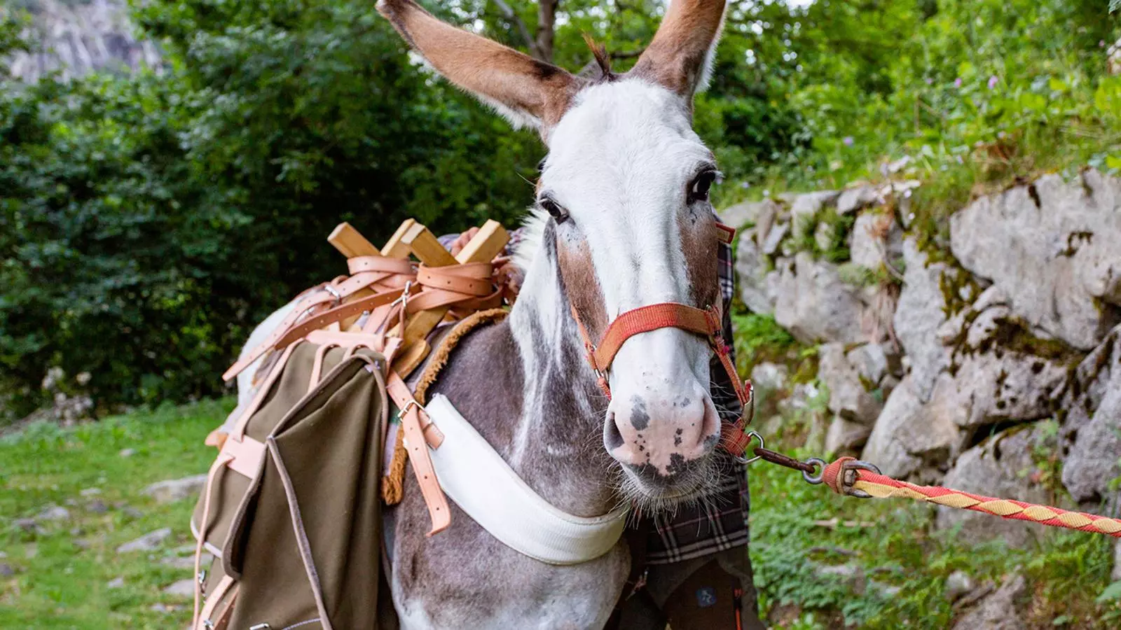 Un dels animals que formen part del programa 'De ruta amb ruc'.