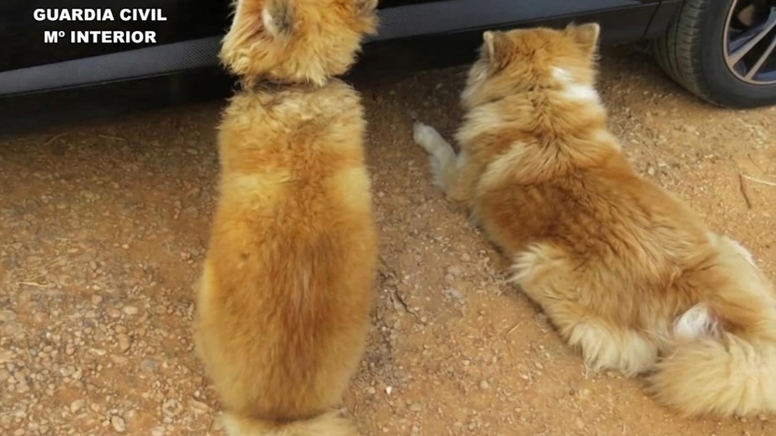 Perros desatendidos en Santa Eugenia