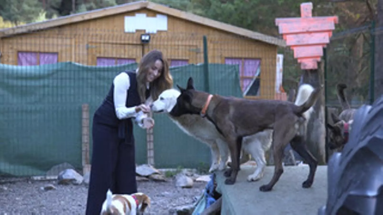 Formar equips de rescat canins al Principat