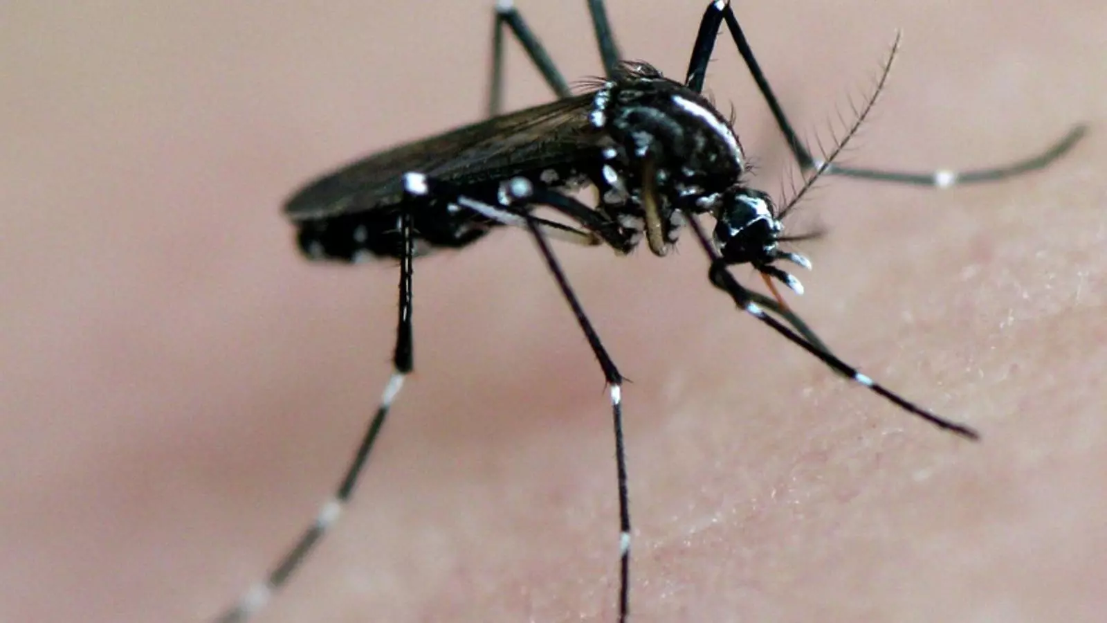 Exemplar de mosquit tigre