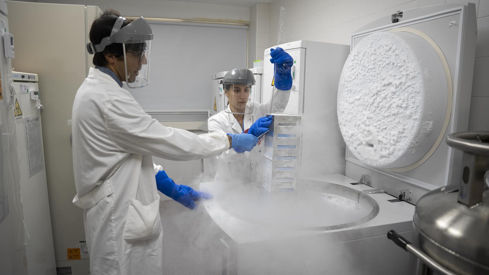 Ferran Tarrés and Laura Rigol, researchers at CReSA-IRTA, manipulate organ samples from animal species frozen with nitrogen for their preservation.