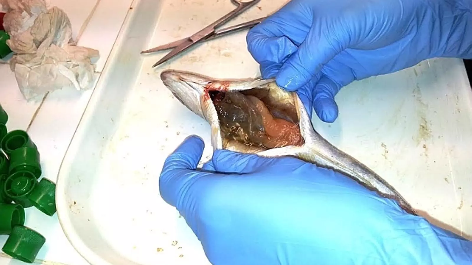 Els científics trobaren microplàstics als estómacs d'un de cada sis peixos analitzats.
