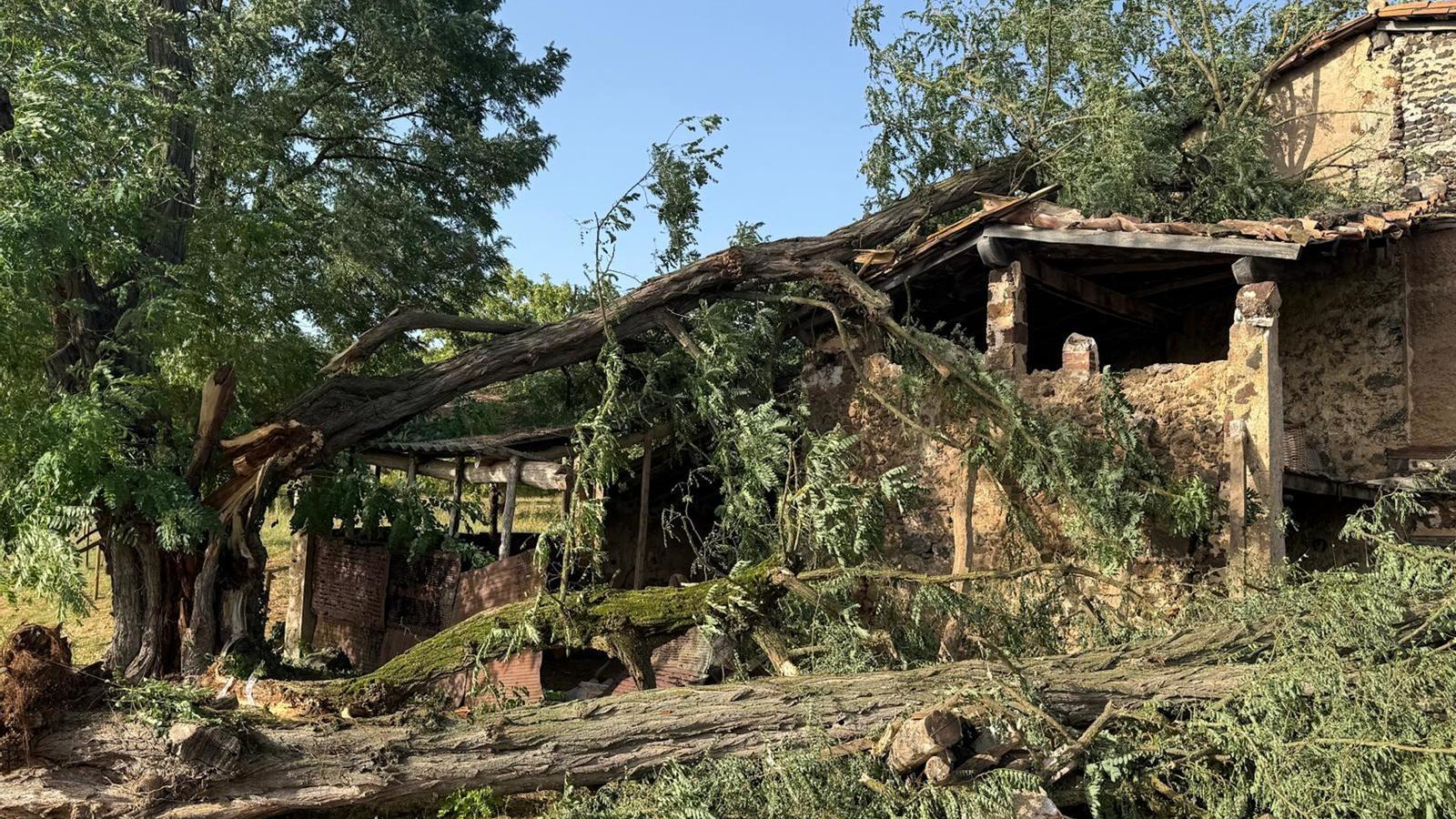 Place where the accident occurred, with the fallen tree