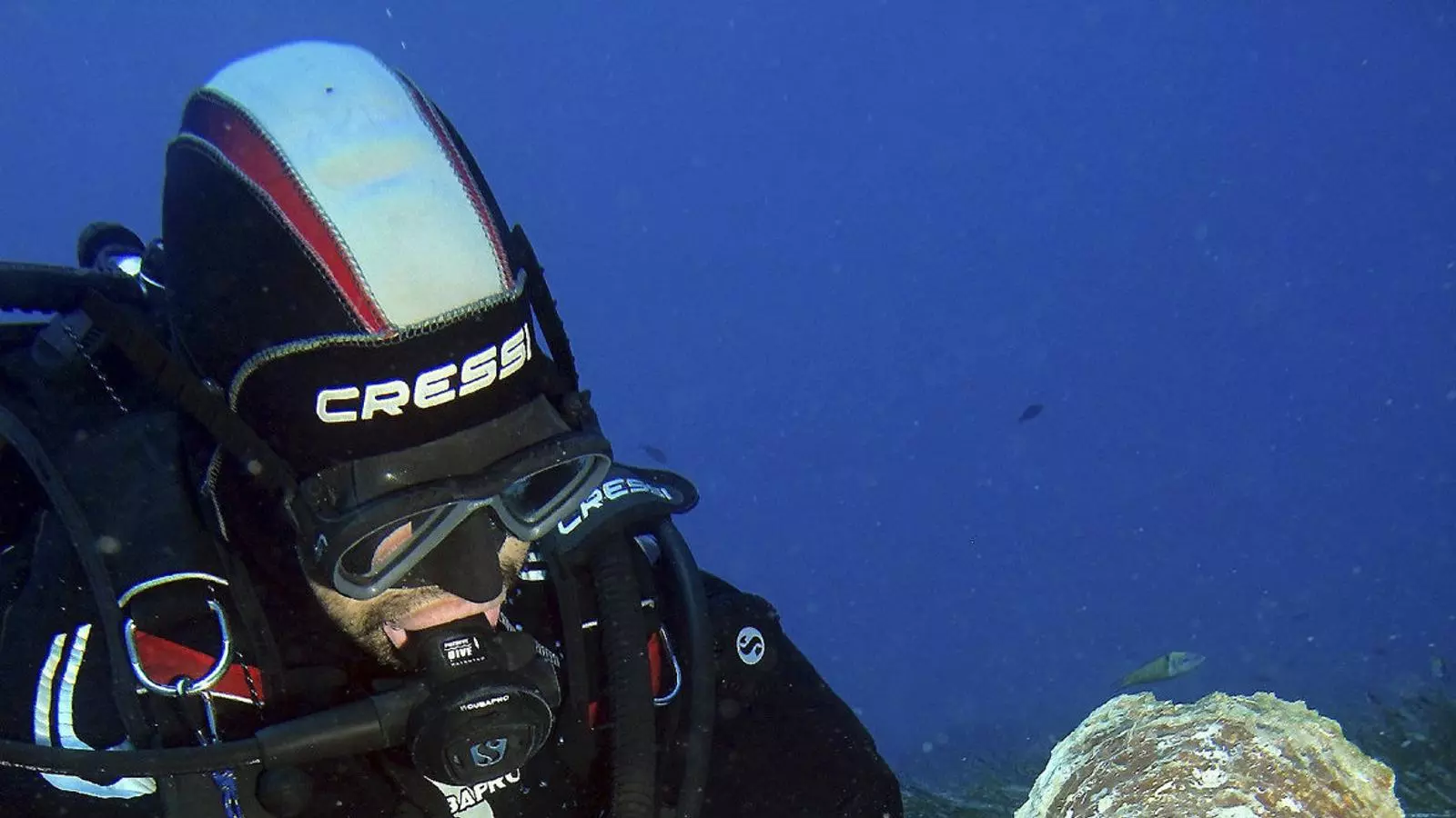 Científics del centre balear de l’Institut Espanyol d’Oceanografia (IEO) duen a terme, aquests dies, una cerca gairebé desesperada d’exemplars vius de nacra.