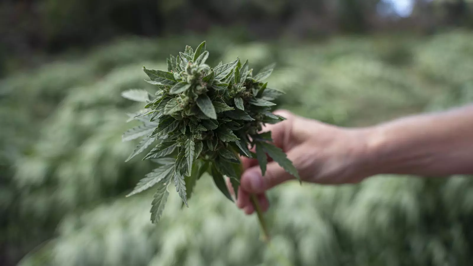 Imatge d'arxiu d'un operatiu policial a una plantació de Marihuana a una zona boscosa i amagada