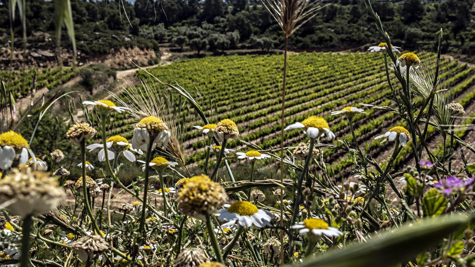 A vineyard field, in the municipality of Batea, in the Terra Alta, flowered and exuberant, yesterday morning