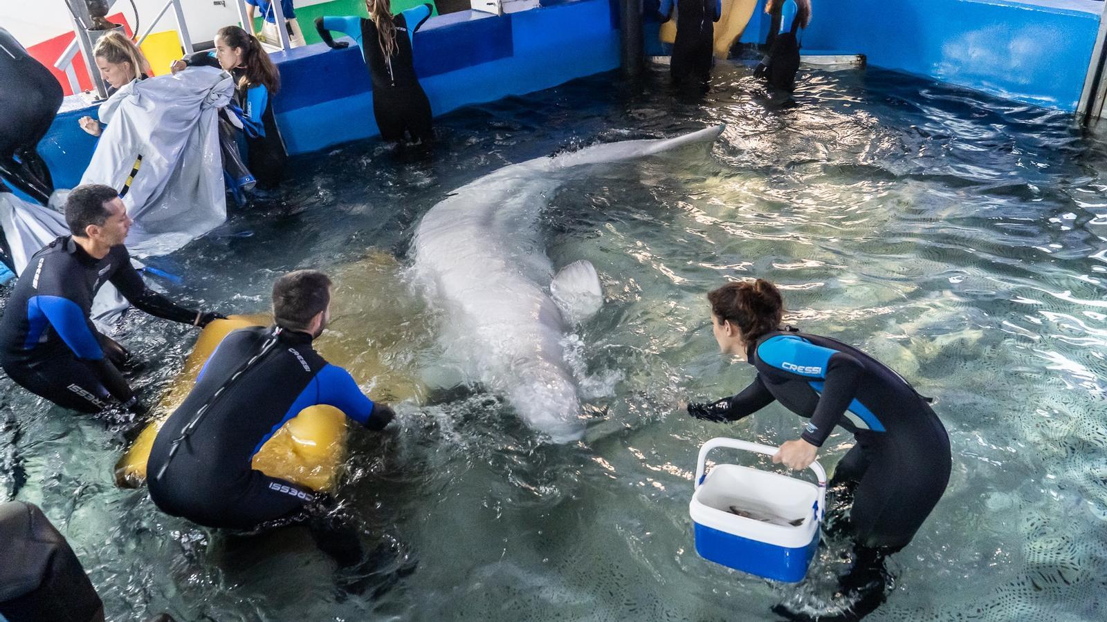 La llegada de una beluga rescata al Oceanogràfic
