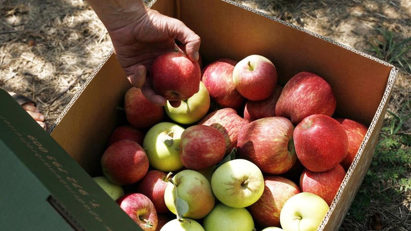 Apples